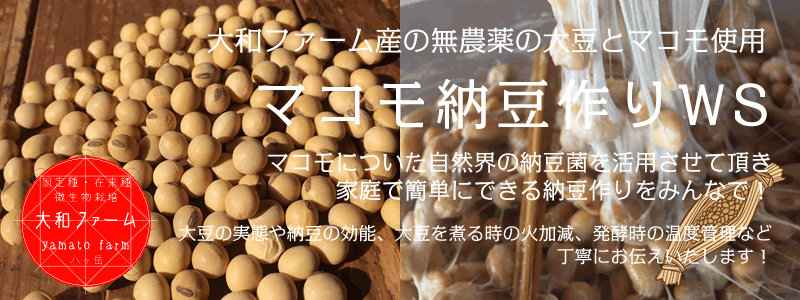 マコモ納豆作り