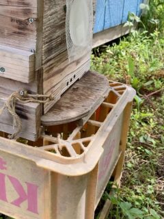 ㊗️みつばち自然入居したー! 巣箱の位置を変えたり、試行錯誤してきた 本日蜂さん入っていたのを発見! 妻と超感動! なんとも言えぬ幸せ #日本みつばち
#養蜂一年目
#初自然入居