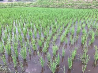 田んぼの手除草 今日も一日中田んぼの手除草 大変だね〜って みんなに言われる もちろん炎天下の中の手除草はめちゃキツいです ただこの作業が僕は好きなんです 機械ではできない力加減や融通のきく動きが
手にはできる 手ってホントに素晴らしいと感じるトキです そして機械では出来ない美しい仕上がりになる 除草機も使っているけれど、最後は手仕事 大和ファームの栽培しているどの作物も重要なところに
手仕事の工程が必ず入っていて、 大豆の手選別しかり、真菰茶作りしかり
全ての粒、苗に自分たちの手が触れるトキが
必ずあります #イネの手植え手除草好き
#手の力
#おいしさの秘訣
#ササシグレ
#自然栽培