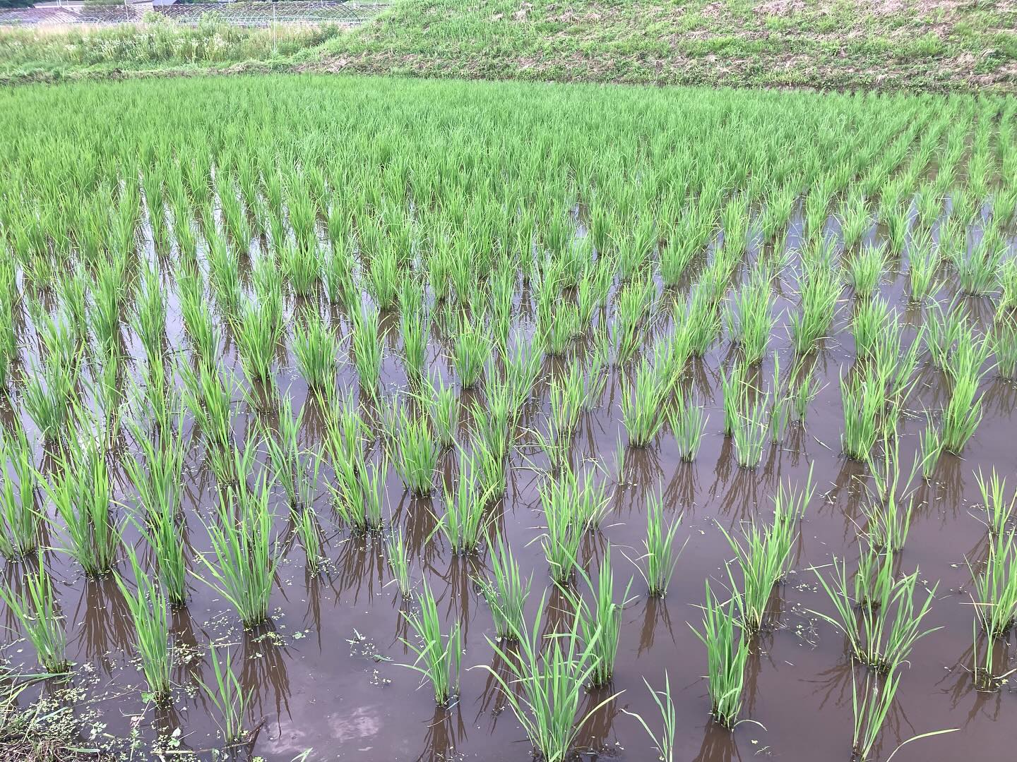 田んぼの手除草 今日も一日中田んぼの手除草 大変だね〜って みんなに言われる もちろん炎天下の中の手除草はめちゃキツいです ただこの作業が僕は好きなんです 機械ではできない力加減や融通のきく動きが
手にはできる 手ってホントに素晴らしいと感じるトキです そして機械では出来ない美しい仕上がりになる 除草機も使っているけれど、最後は手仕事 大和ファームの栽培しているどの作物も重要なところに
手仕事の工程が必ず入っていて、 大豆の手選別しかり、真菰茶作りしかり
全ての粒、苗に自分たちの手が触れるトキが
必ずあります #イネの手植え手除草好き
#手の力
#おいしさの秘訣
#ササシグレ
#自然栽培