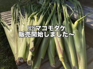 【2025年産マコモダケ一般販売開始しました!】 今年は暑いこともあり、作物の出来が早いです。
マコモダケもいつもは9月20日前後から収穫できるのですが、今年は10日位早く収穫が始まりました! マコモダケの予約をされていた方の発送分がだいぶん落ち着いてまいりましたので、一般販売を開始致します! 購入量が多いほど割安になっております。 1㎏→2160円
3㎏→4860円(1620円/㎏)
5㎏→6480円(1296円/㎏) マコモダケに関しては2週間~1か月程度しか収穫期間がありません。この時期だけの提供になりますので、機会を逃さないようお気を付けくださいませ。 ご購入は以下より!
↓ ↓
https://yamato-farm.com/shop/ #マコモダケ
#マコモ
#真菰枕