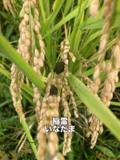 今年も 稲霊いなだまつきました 草刈りが後手後手になってますが、ササシグレ順調に育ってます。 周りは稲刈りがはじまってきました。 ウチはもう少し熟成させてから マコモダケは絶賛販売中! 獲れまくってます。
旬は今ですので、オンラインショップからご購入下さいませ! #稲霊
#稲魂
#イナダマ
#ササシグレ
#自然栽培
#マコモダケ
#今が旬