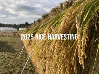 今週から 2025ササシグレ稲刈り開始 天気もなんとかもち
二条用バインダーも導入し
アルバイトさんのおかげもあり
未だかつて無い早さですすみ 一町歩のはざかけの
終わりがみえてきました〜 ⭐︎なぜわざわざ手間暇かかるはざかけ天日干しにするのか?
以下まとめました! 大和ファームはなぜ手間ひまかけてわざわざ天日干しにしているのか? はざかけは手作業で行われ、2週間程度かけて乾燥させます。機械乾燥とは異なり、お米に過度な負担をかけず、本来の味を活かすことができます はざかけで稲穂を逆さまに吊るしておくことにより、乾燥中におひさまのエネルギーや茎に残った栄養分や旨味が米粒にゆっくりと行き渡り、米の熟成と旨味の向上に繋がります。
このゆっくりとした乾燥プロセスにより、米の粘り、艶、旨味が保たれ、長期保存にも適した美味しいお米に仕上がります。 天日干しさせている状態は米粒がまだ稲の茎につながっていて刈っても稲は生きています。
昼夜の温度差により日中光合成をした稲が夜間に休息し味が熟成するとも言われています。 脂質(オイル)・ミネラル・アミノ酸・糖の含有量が高くなりお米のうまみや甘みを構成するさまざまな成分が生成・濃縮されるのです。 こんな理由でじっくりゆっくり丁寧に大和ファームでは全てのお米をはざかけしています! #ササシグレ
#自然栽培
#大和ファーム
#天日干し
#はざかけ米