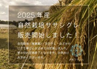 【2025年産自然栽培ササシグレ販売開始しました！】  今年も無事ササシグレ実ってくれました。
稲刈り脱穀が無事終わりまして、ようやく販売の運びとなりました。
ここまできてようやくホッとします。  苗づくりからはじまり、田植え、除草、除草、除草・・・（笑）
稲刈り、はざかけ、脱穀、籾摺り。。。  大和ファームでは米作りを始めて以来ずっとこだわっているのが
無農薬は当然ですが、  「はざかけ・天日干し」  はざかけは手作業で行われ、2～３週間程度かけて乾燥させます。機械乾燥とは異なり、お米に過度な負担をかけず、本来の味を活かすことができます  はざかけで稲穂を逆さまに吊るしておくことにより、乾燥中におひさまのエネルギーや茎に残った栄養分や旨味が米粒にゆっくりと行き渡り、米の熟成と旨味の向上に繋がります。  脂質（オイル）・ミネラル・アミノ酸・糖の含有量が高くなりお米のうまみや甘みを構成するさまざまな成分が生成・濃縮されるのです。  今年も丁寧にはざかけ天日干ししました！
売り切れ次第終了です。是非お早めにご購入下さい！
　↓　↓
https://yamato-farm.com/shop/  インスタプロフィールリンクよりオンラインショップに