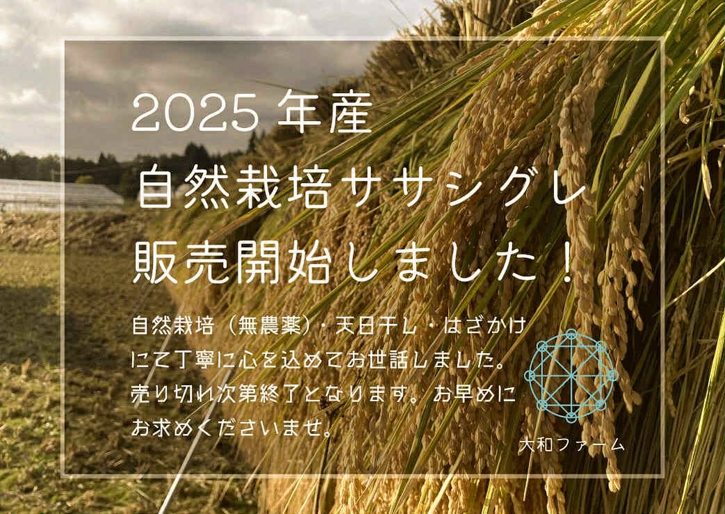 【2025年産自然栽培ササシグレ販売開始しました！】  今年も無事ササシグレ実ってくれました。
稲刈り脱穀が無事終わりまして、ようやく販売の運びとなりました。
ここまできてようやくホッとします。  苗づくりからはじまり、田植え、除草、除草、除草・・・（笑）
稲刈り、はざかけ、脱穀、籾摺り。。。  大和ファームでは米作りを始めて以来ずっとこだわっているのが
無農薬は当然ですが、  「はざかけ・天日干し」  はざかけは手作業で行われ、2～３週間程度かけて乾燥させます。機械乾燥とは異なり、お米に過度な負担をかけず、本来の味を活かすことができます  はざかけで稲穂を逆さまに吊るしておくことにより、乾燥中におひさまのエネルギーや茎に残った栄養分や旨味が米粒にゆっくりと行き渡り、米の熟成と旨味の向上に繋がります。  脂質（オイル）・ミネラル・アミノ酸・糖の含有量が高くなりお米のうまみや甘みを構成するさまざまな成分が生成・濃縮されるのです。  今年も丁寧にはざかけ天日干ししました！
売り切れ次第終了です。是非お早めにご購入下さい！
　↓　↓
https://yamato-farm.com/shop/  インスタプロフィールリンクよりオンラインショップに