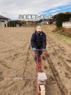 目まぐるしい日々の中  小麦播種完了  大豆の収穫も完了  田んぼの耕運もほぼ完了  11月はホントに忙しい  農作業が忙しい中で
小学校の大豆教室に、醤油作りプロジェクト、しめ縄作りWS
娘のバスケ試合、ピアノとバレエの発表会などなど
イベントが目白押し。  土日もほぼ無休  そんな中
お米のご注文沢山頂きありがとうございます。
ようやく発送が落ち着いてきました。  と思ったら昨日からプリンターが壊れて納品書など印刷ができず...
すぐ購入しましたが届くのが金曜日  発送は金曜日以降となります。
申し訳ございません。  今日はあらたなメンバーを面接し、作業後夕方に甲府に行き在庫切れの玄米麺と米粉を製造委託もしてきました。  ゆっくりできる日を夢見て
今日は早めに寝ます笑  #自然栽培
#借金なし大豆
#小麦種まき