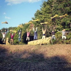 田んぼ塾で稲刈・はざかけ!