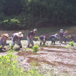 初めての大和米！！