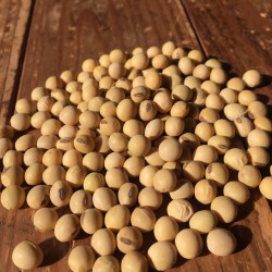 自家採種【28年産借金なし大豆】販売開始