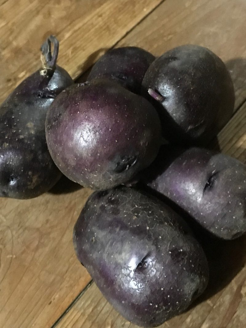 無農薬ジャガイモ「タワラマゼラン」販売開始