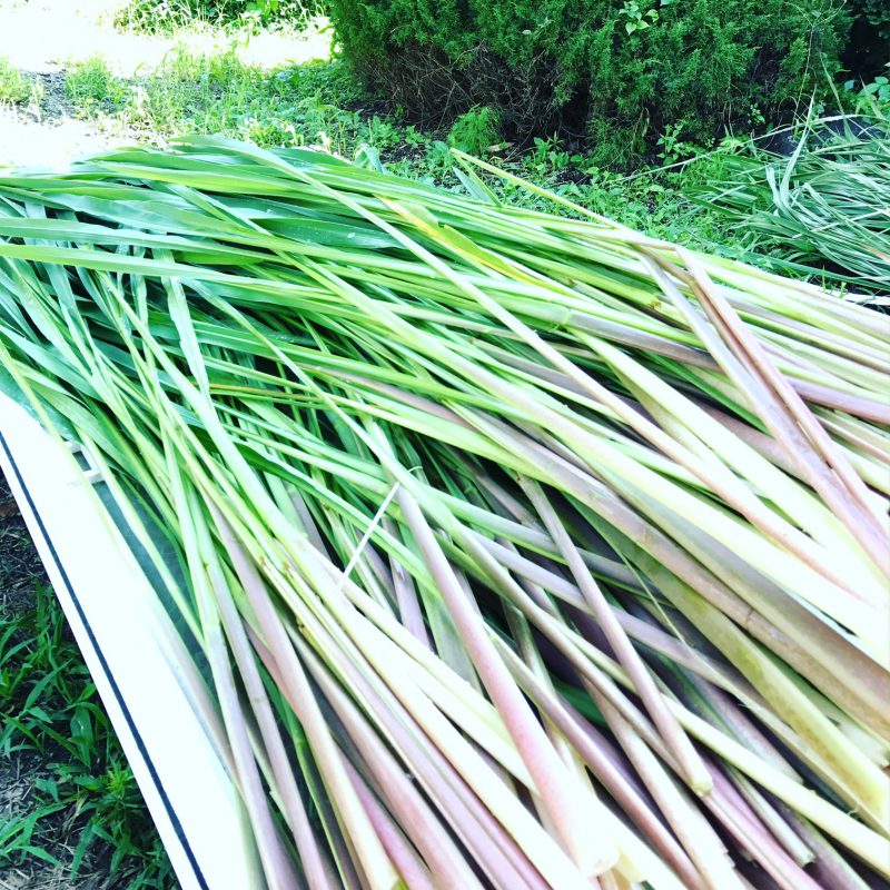 マコモ茶販売開始（2017年産）