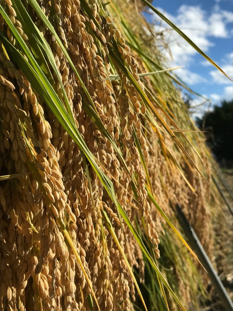 2018ササシグレ販売開始