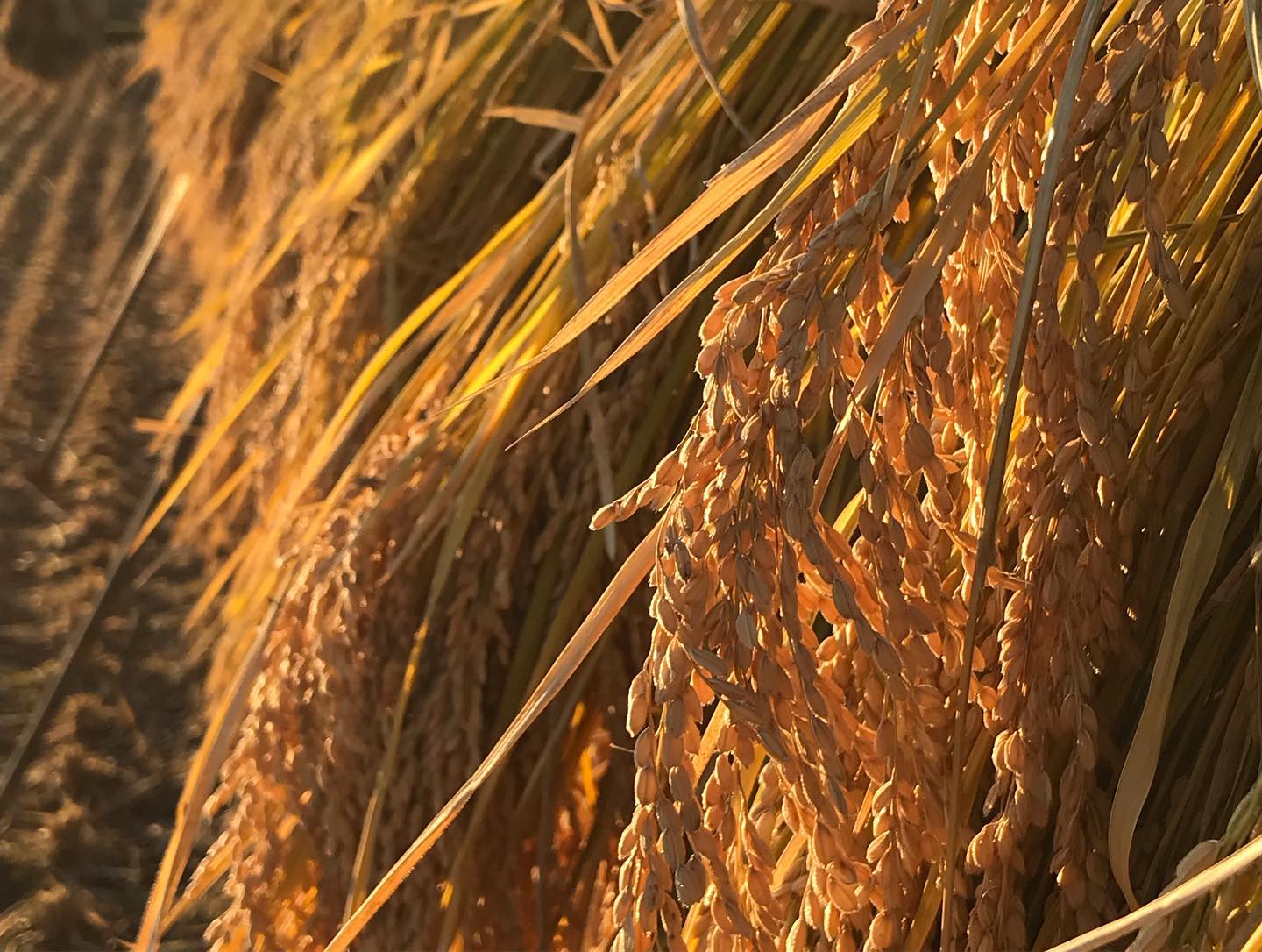 2019新米ササシグレ販売開始！