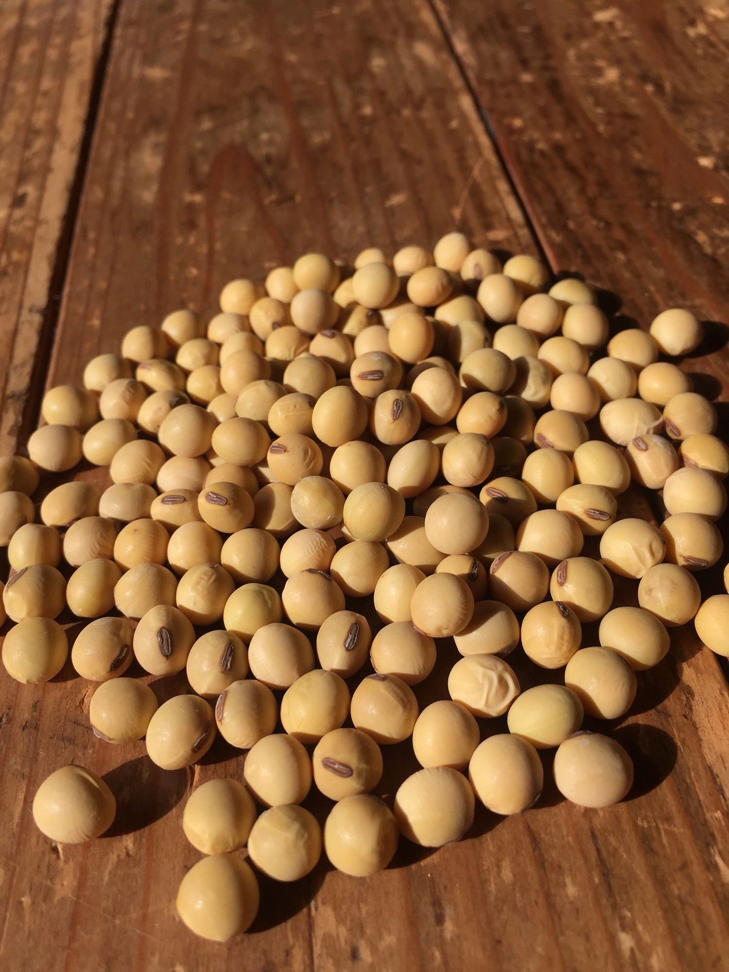 味噌作りに最適！2019年産借金なし大豆販売開始