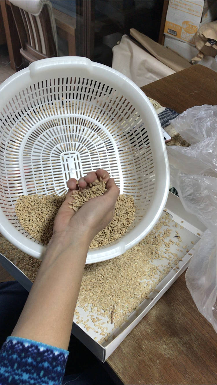 2020年米作り始まりました！