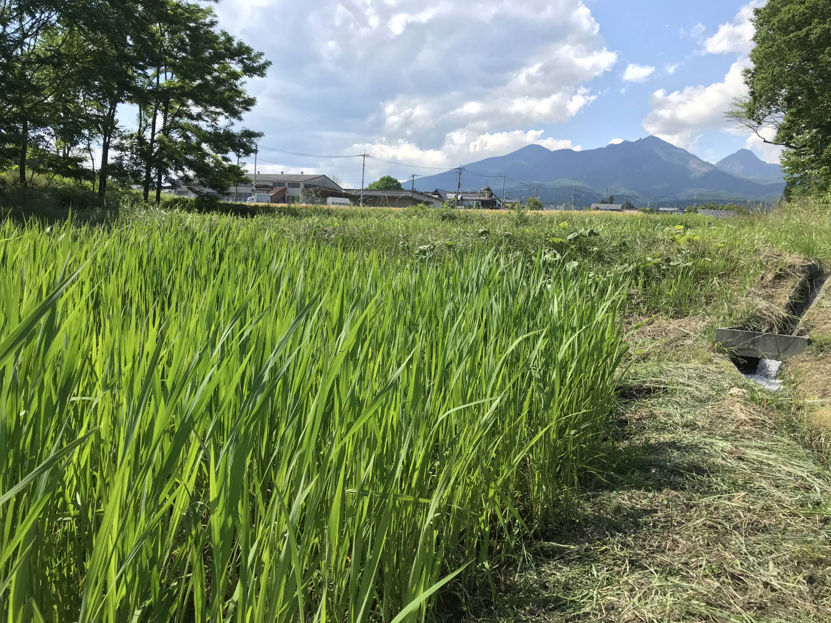 2021真菰枕、マコモ茶、マコモダケの予約受付を開始