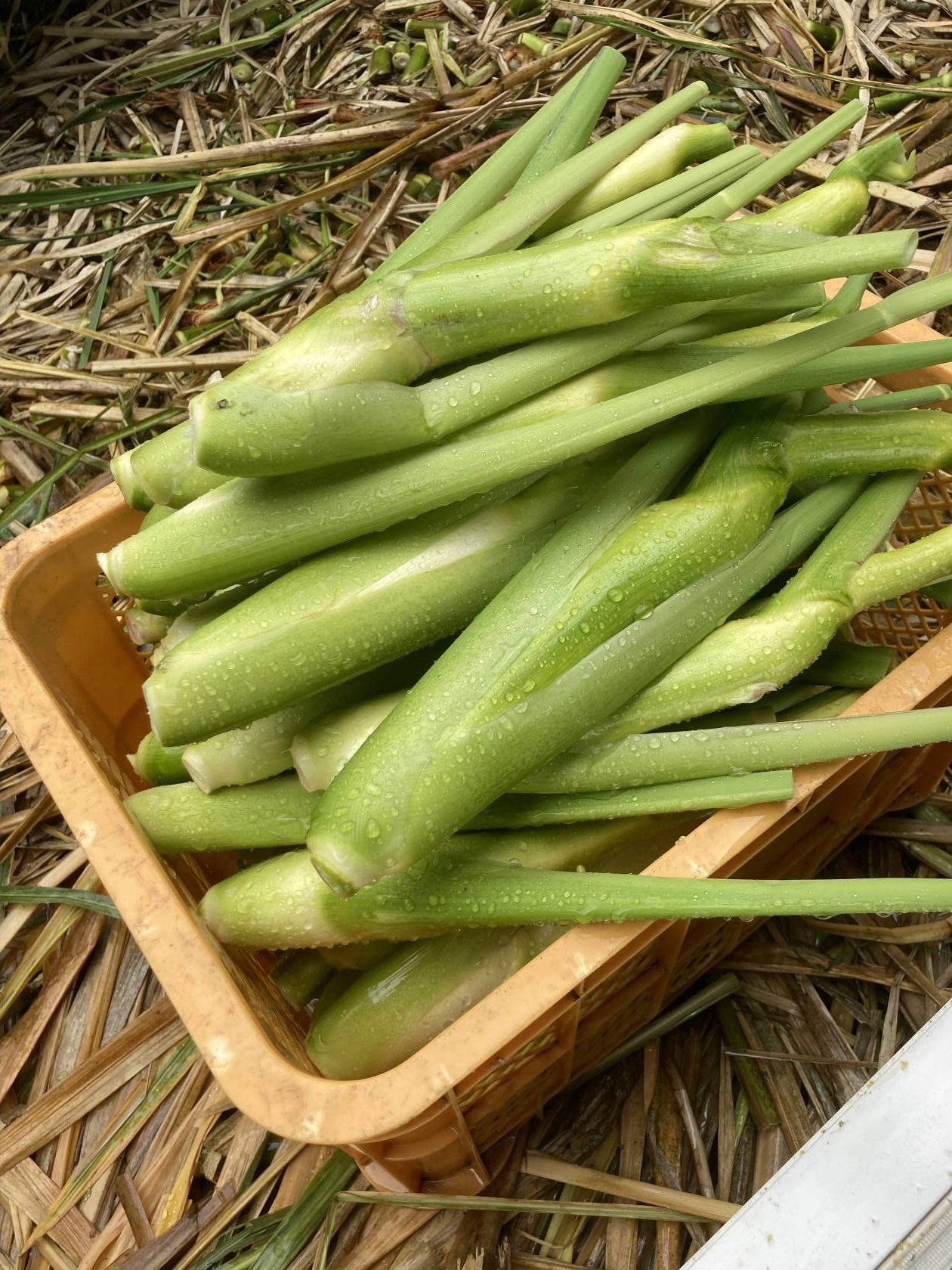 マコモダケ販売開始【限定2週間】