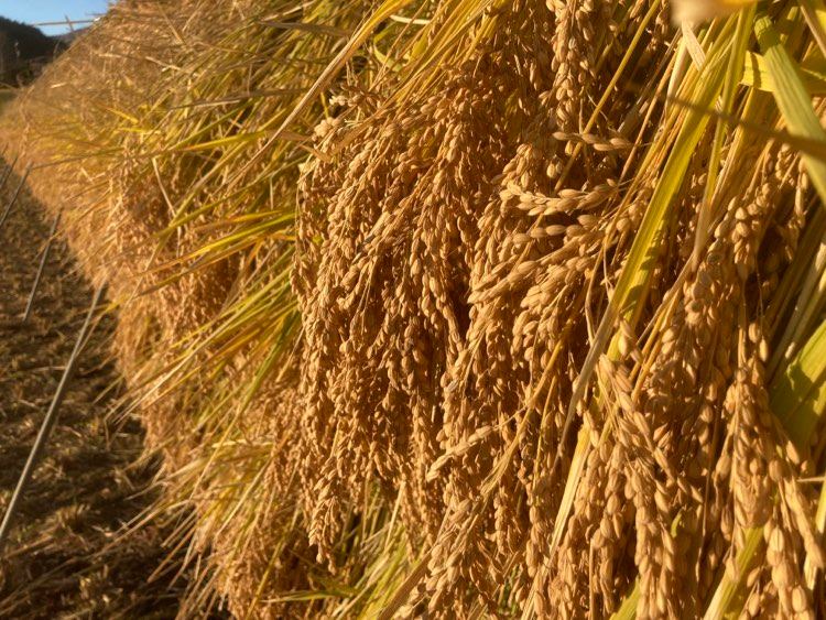 2022ササシグレ・こがねもち販売開始！