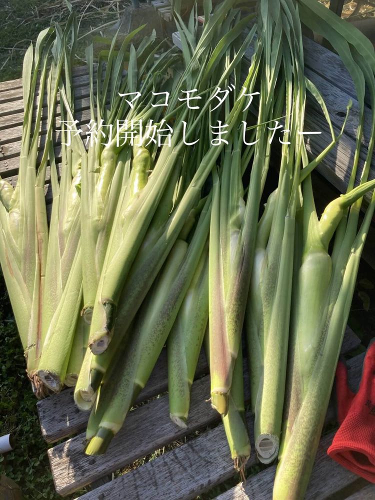 【マコモダケ】2023年度予約を開始いたしました！