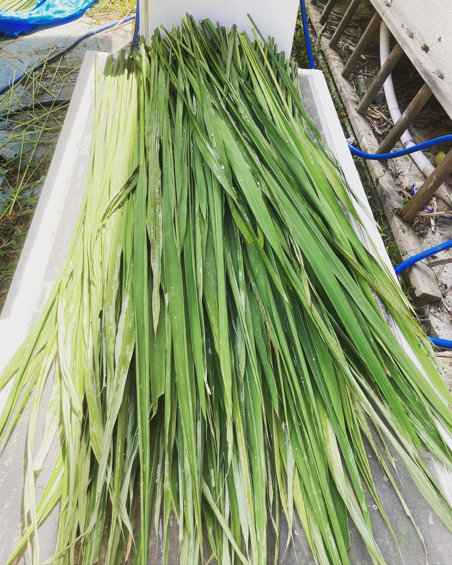 マコモ茶、真菰枕、真菰枕替え葉をご予約の方へ