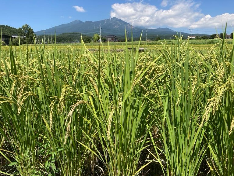 お米についてー大和ファームの思い